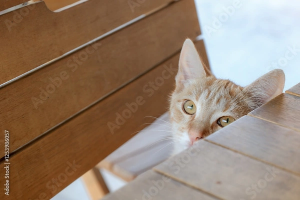 Obraz The cat looking up from under the table.