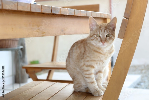 Obraz cat on the window sill
