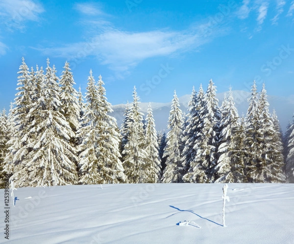 Fototapeta Winter hazy calm mountain landscape and Bukovel ski resort, Ukraine.