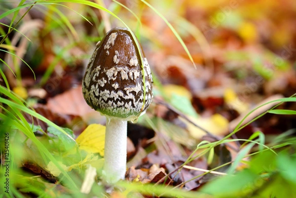 Fototapeta Autumn mushroom (Coprinopsis picacea) in the forest