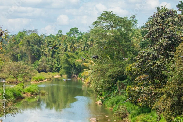 Obraz close-up hanging Mariana fruit bat Pteropus mariannus