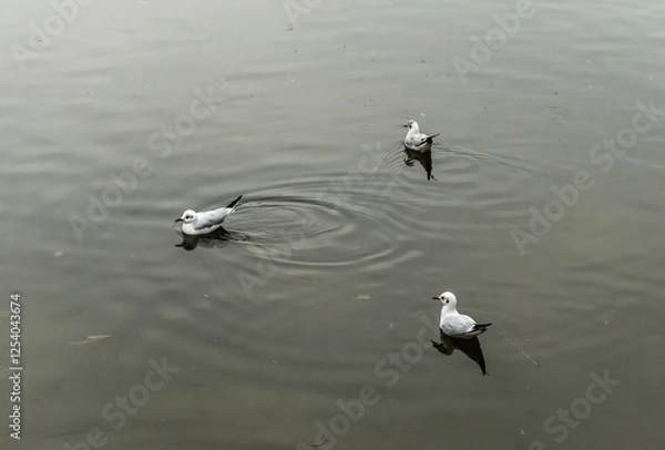 Fototapeta Seagulls floating on the lake.