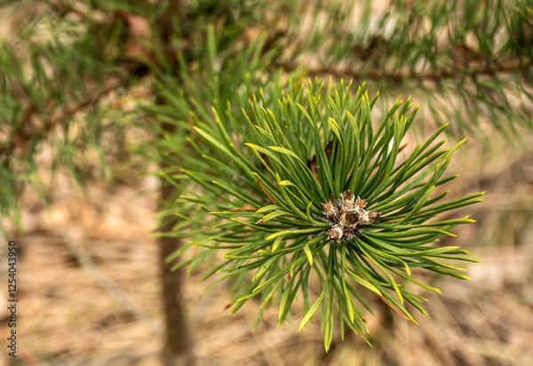 Fototapeta Pinus mugo, known as dwarf mountain pine, mountain pine, scrub mountain pine, Swiss mountain pine, bog pine, creeping pine, or mugo pine, is a species of conifer, native to high elevation habitats fro