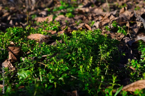 Fototapeta Green weeds and yellow leaves