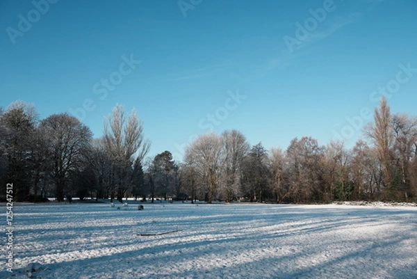 Fototapeta winter landscape with trees