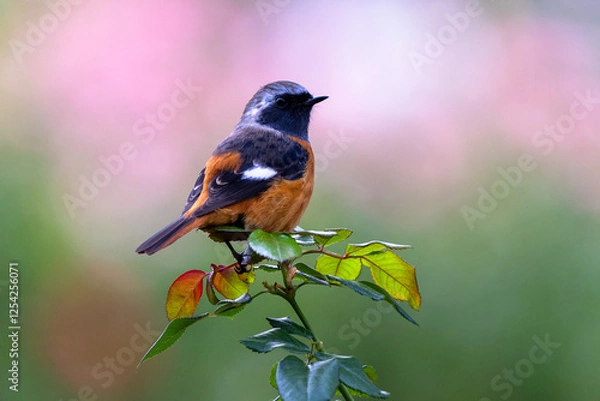 Fototapeta 見返りジョウビタキ