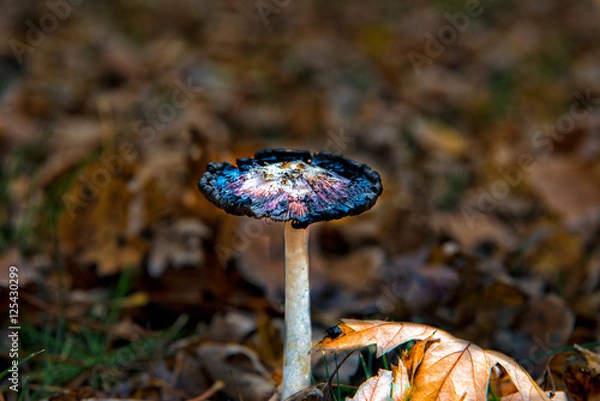 Obraz Mushroom 