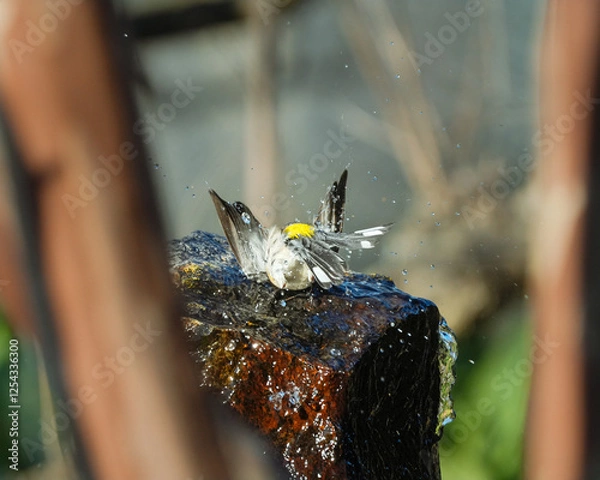 Obraz Yellow rumped warbler taking a bath