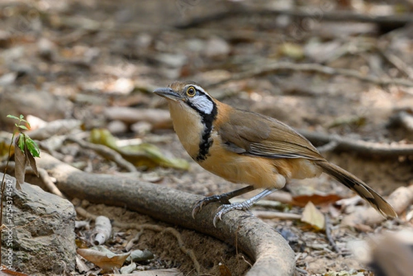Obraz Greater Necklaced Laughingthrush