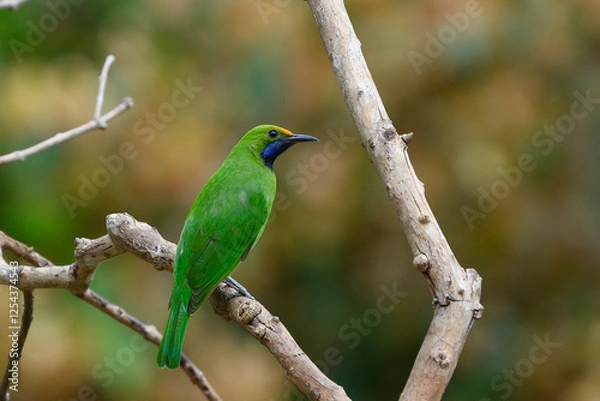 Obraz Golden-fronted Leafbird