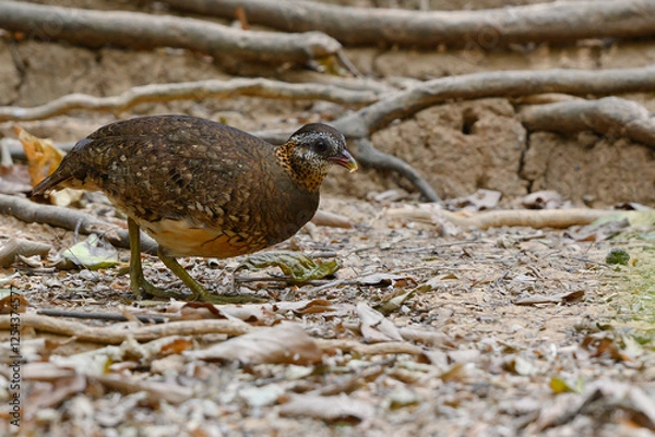 Obraz Scaly-breasted Partridge