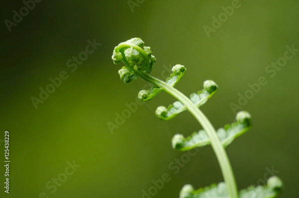 Fototapeta flora live in forest