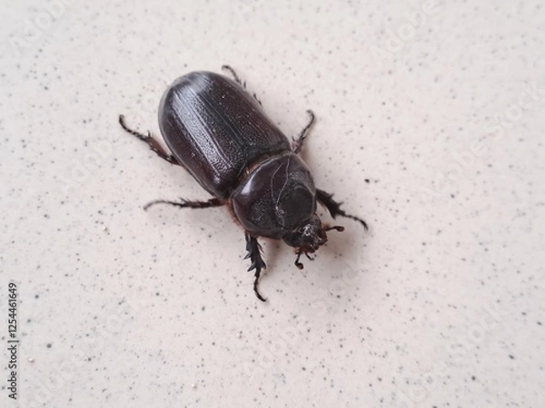 Obraz Black Rhino Beetle on the floor – Exotic Insect Macro