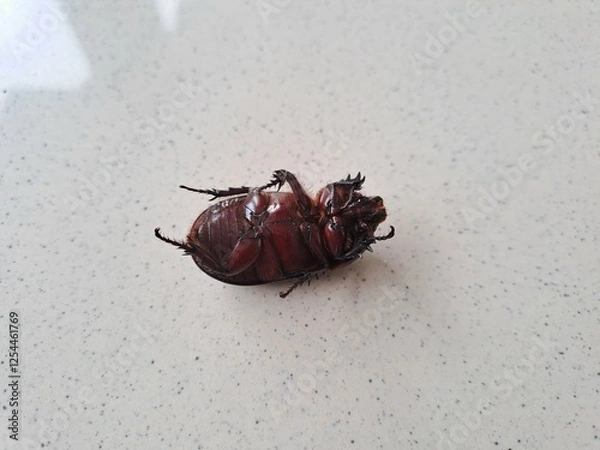 Obraz Black Rhino Beetle on the floor – Exotic Insect Macro