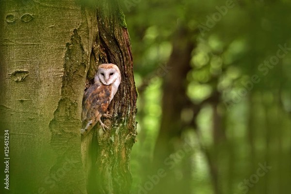 Obraz Barn owl (Tyto alba) in the tree cavity