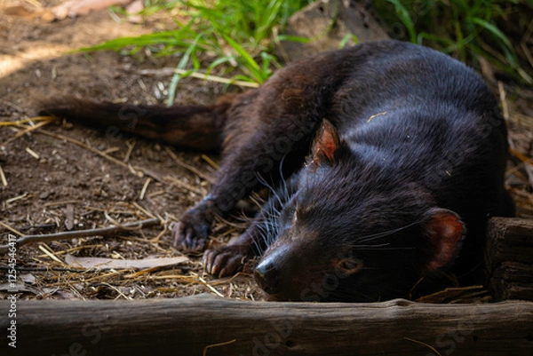 Obraz tasmanian devil sleeping