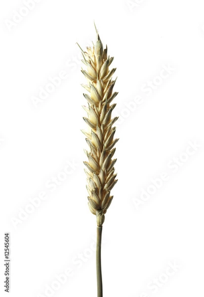 Fototapeta Weizen