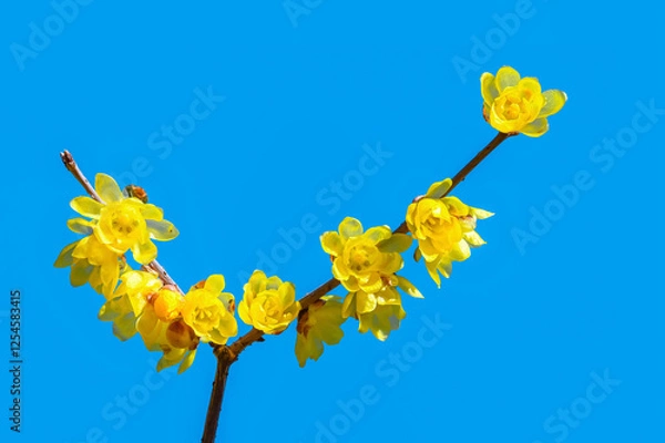 Obraz ロウバイの花