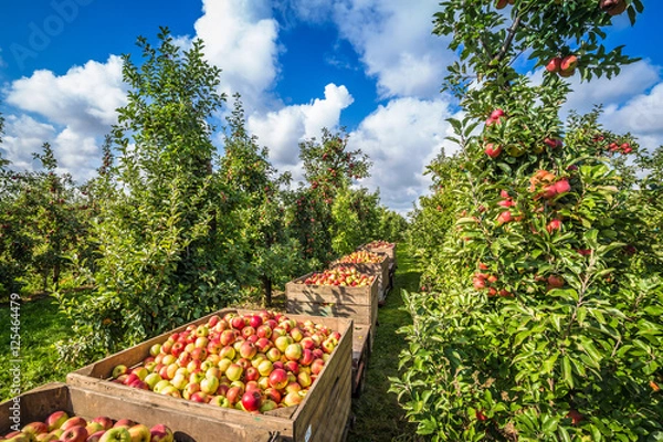 Fototapeta Altes Land