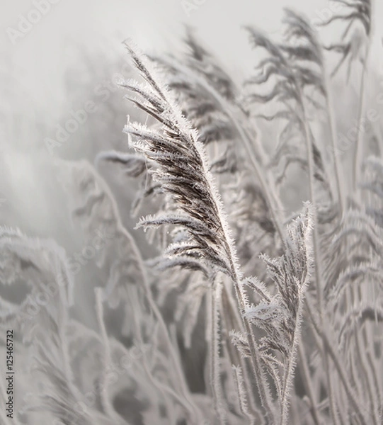 Obraz Winter Impressionen - Reed mit Raureif und Eiskristallen