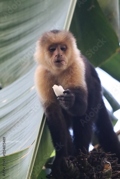 Obraz Mono cara blanca