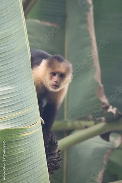 Obraz Mono cara blanca