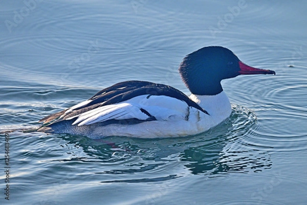 Fototapeta The common merganser or goosander swimming in lake water