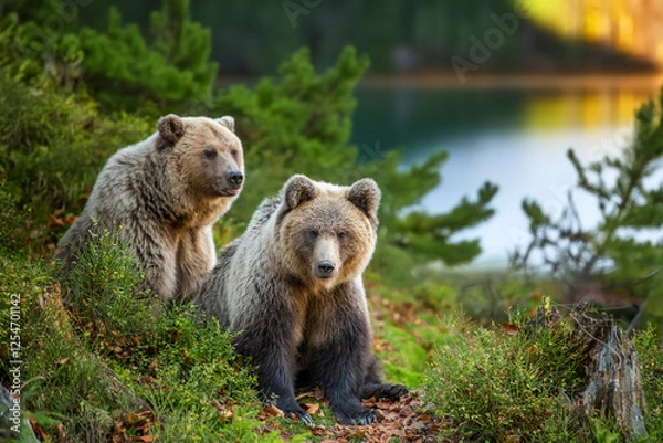 Obraz Brown bear in autumn forest