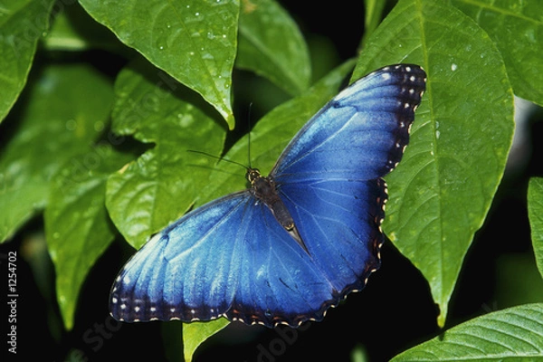 Fototapeta blue morpho