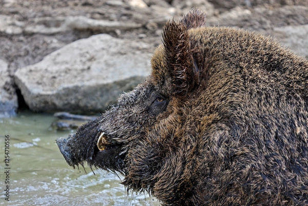 Obraz Portrait of a boar digging in the mud
