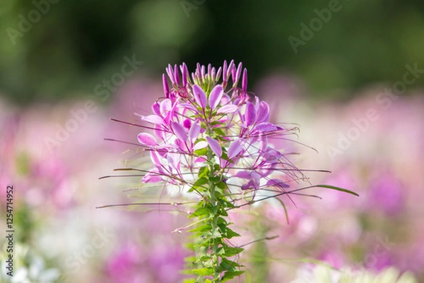 Obraz Close up Spiny spiderflower