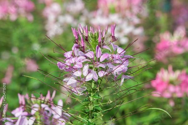 Obraz Close up Spiny spiderflower