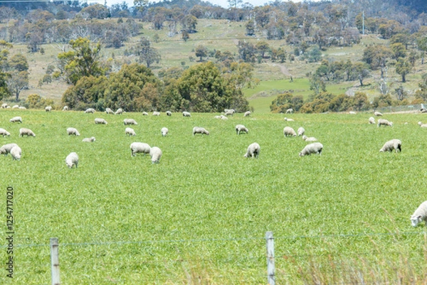 Obraz Large sheep herd with lambs on a farm hill paddock field