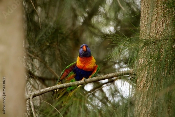 Fototapeta This vibrant parrot displays a stunning array of colors as it sits gracefully on a branch surrounded by rich green trees and foliage, capturing the beauty of nature