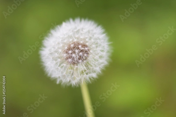 Fototapeta dandelion fluff
