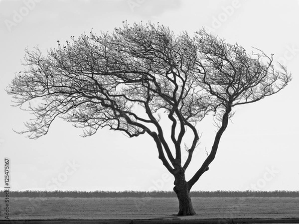 Obraz Tree silouette