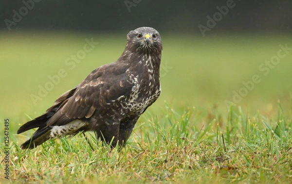 Obraz Young Common buzzard (Buteo buteo)