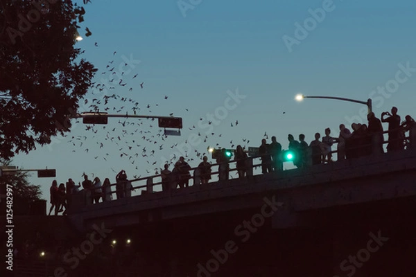 Fototapeta People on the bridge watching the flight of thousands of bats. B