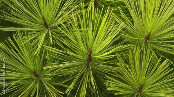 Obraz Golden-green pine tree needles with warm sunlight glow