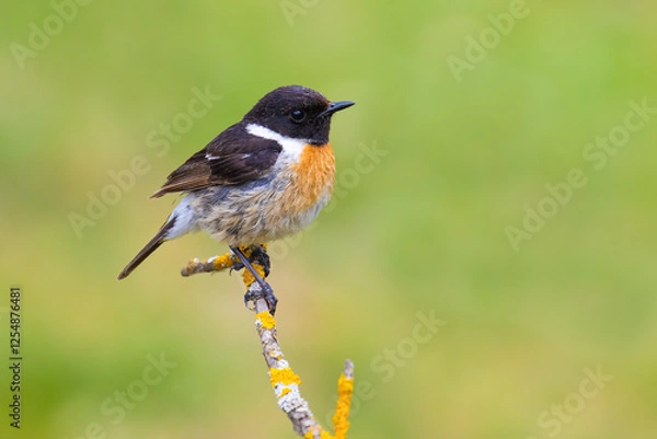 Obraz European Stonechat on a branch