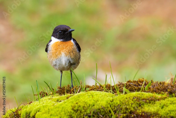 Obraz European Stonechat on the moss