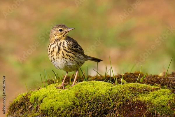 Obraz Tree Pipit on the moss