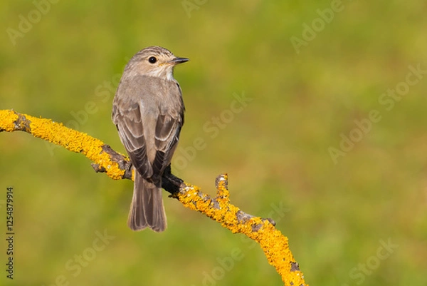 Fototapeta Spotted Flycatcher on a branch
