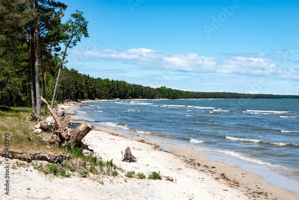 Fototapeta comfortable beach of the baltic sea with rocks and green vegetat