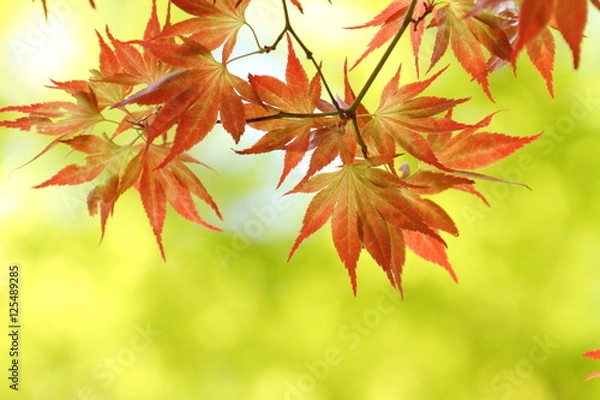 Fototapeta イロハモミジ（野村）