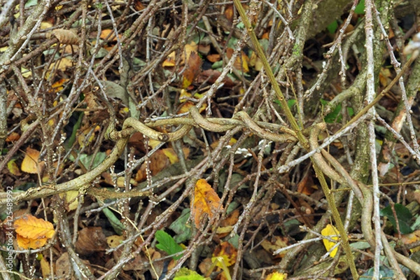 Fototapeta Pensieri contorti - Groviglio