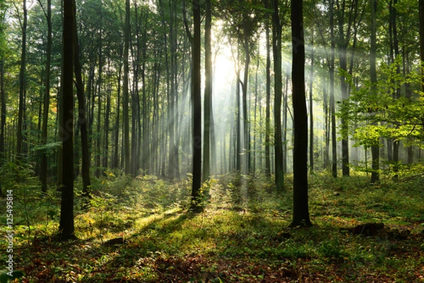 Fototapeta Morning in the forest