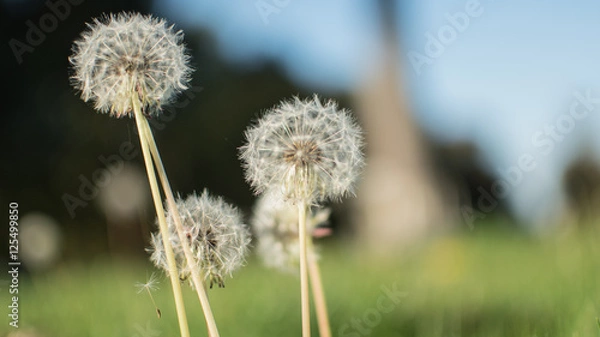 Obraz Dandelion Falling Seed