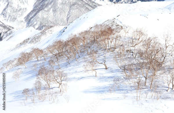Obraz 雪原の木立ダケカンバ林