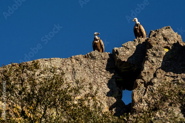 Fototapeta Buitre leonado
